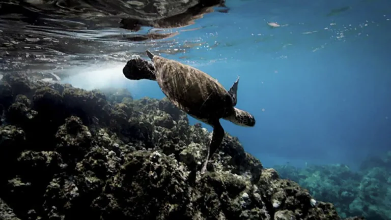 Wild Abu Dhabi: The Turtles of Al Dhafra poster